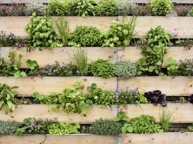 Vertical garden